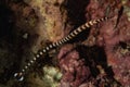 Tiger Snake Eel in the Red Sea