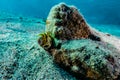 Tiger Snake Eel in the Red Sea Royalty Free Stock Photo