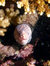 Tiger snake moray Royalty Free Stock Photo