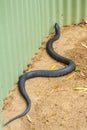 Tiger snake near garden shed Royalty Free Stock Photo