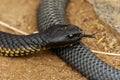 Tiger snake - Notechis scutatus highly venomous snake species found in Australia, Tasmania. These snakes are highly variable in