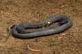 Tiger snake - Notechis scutatus highly venomous snake species found in Australia, Tasmania. These snakes are highly variable in Royalty Free Stock Photo