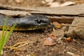 Tiger snake - Notechis scutatus highly venomous snake species found in Australia, Tasmania. These snakes are highly variable in Royalty Free Stock Photo