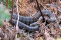 Tiger Snake Notechis scutatus Royalty Free Stock Photo