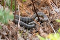 Tiger Snake Notechis scutatus Royalty Free Stock Photo