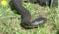 Tiger snake