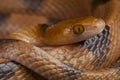 Tiger snake / Telescopus semmianulates