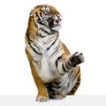 Tiger Snarling Royalty Free Stock Photo