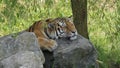 Tiger snoozing on rocks