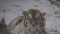 Tiger on the snow. 8K, ProRes 422, ungraded C-LOG 10 bit