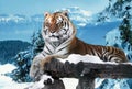 Tiger at the snow mountains laying at wood Royalty Free Stock Photo