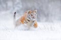 Tiger snow run in wild winter nature. Siberian tiger, Panthera tigris altaica. Action wildlife scene with dangerous animal. Cold Royalty Free Stock Photo