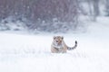 Tiger snow run in wild winter nature. Siberian tiger, Panthera tigris altaica. Action wildlife scene with dangerous animal. Cold