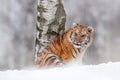 Tiger snow run in wild winter nature. Siberian tiger, Panthera tigris altaica. Action wildlife scene with dangerous animal. Cold