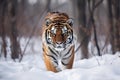 Tiger in snow. tiger in wild winter nature.