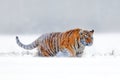 Tiger snow walking on winter meadow. Orange animal in white habitat. Amur tiger in the nature. Wildlife scene from taiga. Wild tig Royalty Free Stock Photo