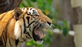 Tiger at Songkla Zoo Thailand. Royalty Free Stock Photo