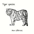 Tiger species collection, standing side view, Amur (Siberian). Ink black and white doodle drawing