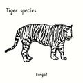 Tiger species collection, standing side view, Bengal. Ink black and white doodle drawing