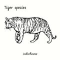 Tiger species collection, standing side view, Indochinese. Ink black and white doodle drawing