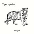 Tiger species collection, standing side view, Malayan. Ink black and white doodle drawing