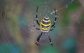 The tiger spider, also known as the wasp spider or basket spider Royalty Free Stock Photo