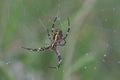 Tiger spider or wasp spider or Argiope bruennichii