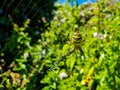 Tiger spider on its spider web in the middle of nature waiting for prey. Its natural position is to be this spider positioned