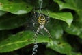 Tiger spider Royalty Free Stock Photo