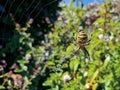 Tiger spider on its spider web in the middle of nature waiting for prey. Its natural position is to be this spider positioned