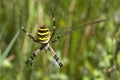 Tiger spider Scytodes globula, spider web