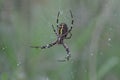 Tiger spider or wasp spider or Argiope bruennichii