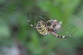 Tiger spider or wasp spider or Argiope bruennichii