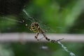 Tiger spider or wasp spider or Argiope bruennichii