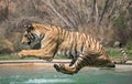 Tiger about to land in the swimming pool Royalty Free Stock Photo