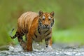 Tiger with splash river water. Tiger action wildlife scene, wild cat, nature habitat. Tiger running in water. Danger animal, tajga