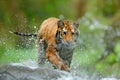 Tiger with splash river water. Tiger Action wildlife scene, wild cat, nature habitat. Tiger running in water. Danger animal, tajga Royalty Free Stock Photo