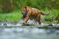 Tiger with splash river water. Tiger action wildlife scene, wild cat, nature habitat. Tiger running in water. Danger animal, tajga Royalty Free Stock Photo