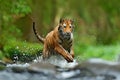 Tiger with splash river water. Tiger Action wildlife scene, wild cat, nature habitat. Tiger running in water. Danger animal, tajga Royalty Free Stock Photo