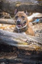 Tiger Staffordshire terrier close to tree in park Royalty Free Stock Photo