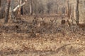 Tiger stalking on deers  at Tadoba Tiger reserve Maharashtra,India Royalty Free Stock Photo