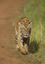 Tiger stalking on a monkey in front of a vehical l in evening hours Royalty Free Stock Photo