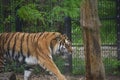 Tiger stalking near a tree