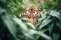 tiger stalking prey in dense foliage