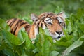 Tiger stalking prey Royalty Free Stock Photo