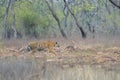 Tiger stalking on a sambar deer