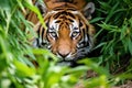 a tiger stalking unseen prey