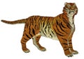 Tiger standing