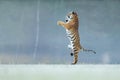 Tiger standing on back paws. Not typicall pose for big cat. Dancing tiger. Amur tiger. Panthera tigris altaica.