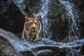 Tiger standing behind rock in front of waterfalls Royalty Free Stock Photo
